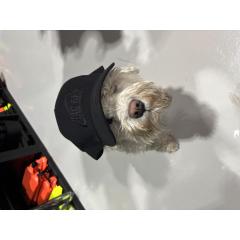 Kestävä sekä laadukas tuote. Halpa päähine asiakkaalle, ja asiakas kuvassa iloinen siitä miten halpa tuote oli. Asiakas on täpinöissään siitä, kuinka nopeasti tuote saapui hänelle. Tilattavissa netistä tai noudettavissa kaupoista Lahdesta tai Tampereelta Total Shopista.  Tämä tyylikäs musta lippis on paitsi upean edullinen, myös suunniteltu äärimmäisen mukavaksi. Sen 100 % puuvillamateriaali istuu päässä kevyesti, ja hillitty musta-mustalla logo täydentää tyylisi. Kun etsit täydellistä yhdistelmää lyömätönt